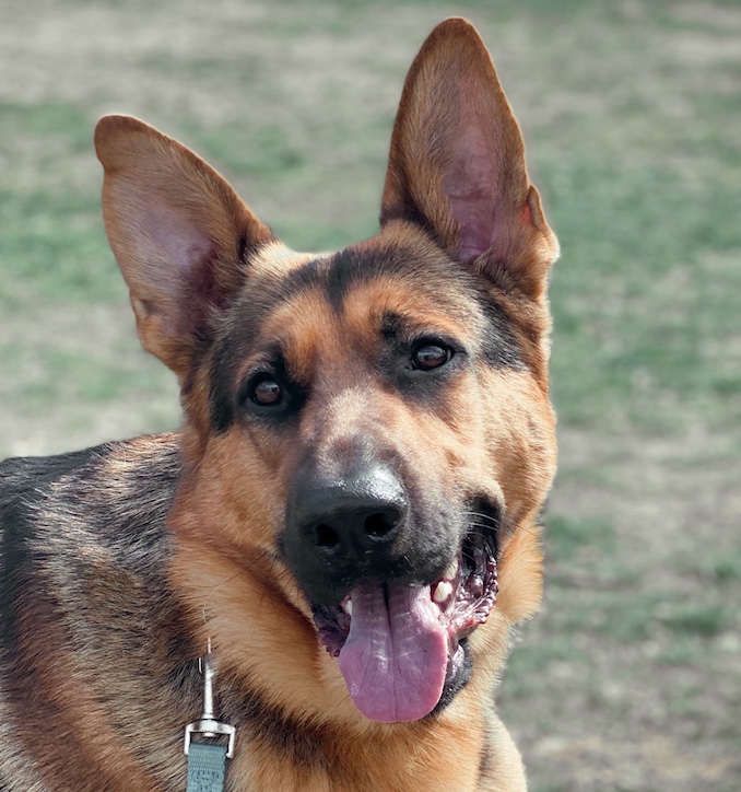 A German Shepherd dog with a collar is looking at the camera with its mouth open and tongue out, standing outdoors on a grassy area.